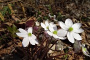 92 Hepatica nobilis bianca